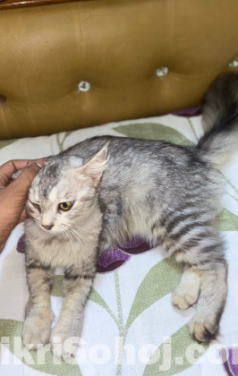 Persian Cat Female